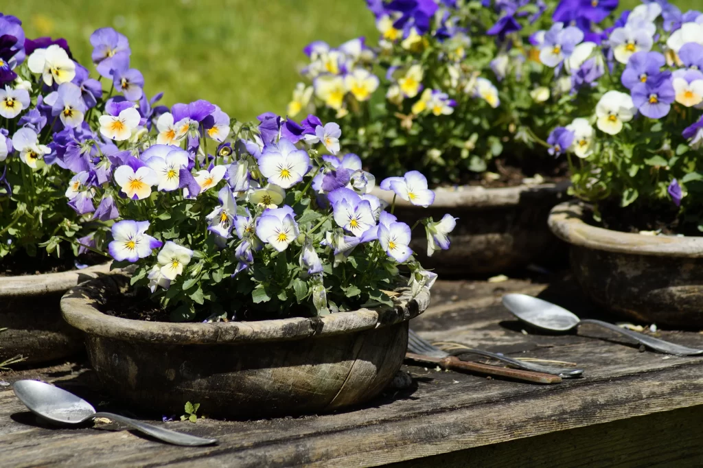 Purple White Yellow Petals Dense Blooms