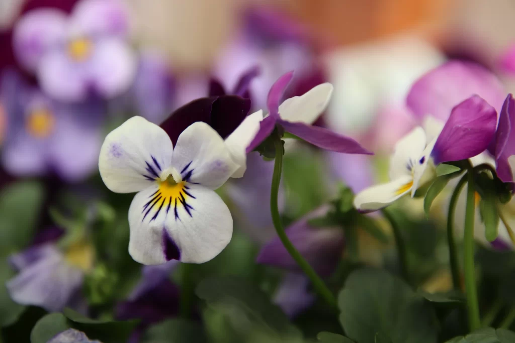 Purple White Yellow Petals Green Leaves