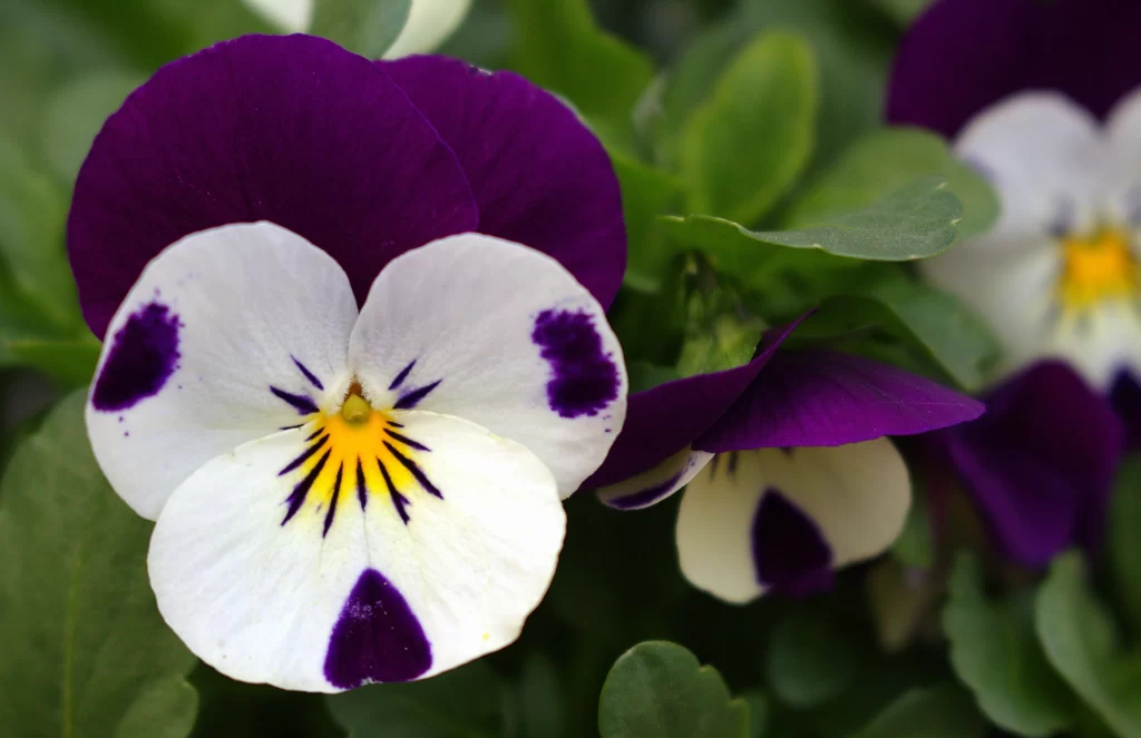 Purple White Yellow Spotted Petals