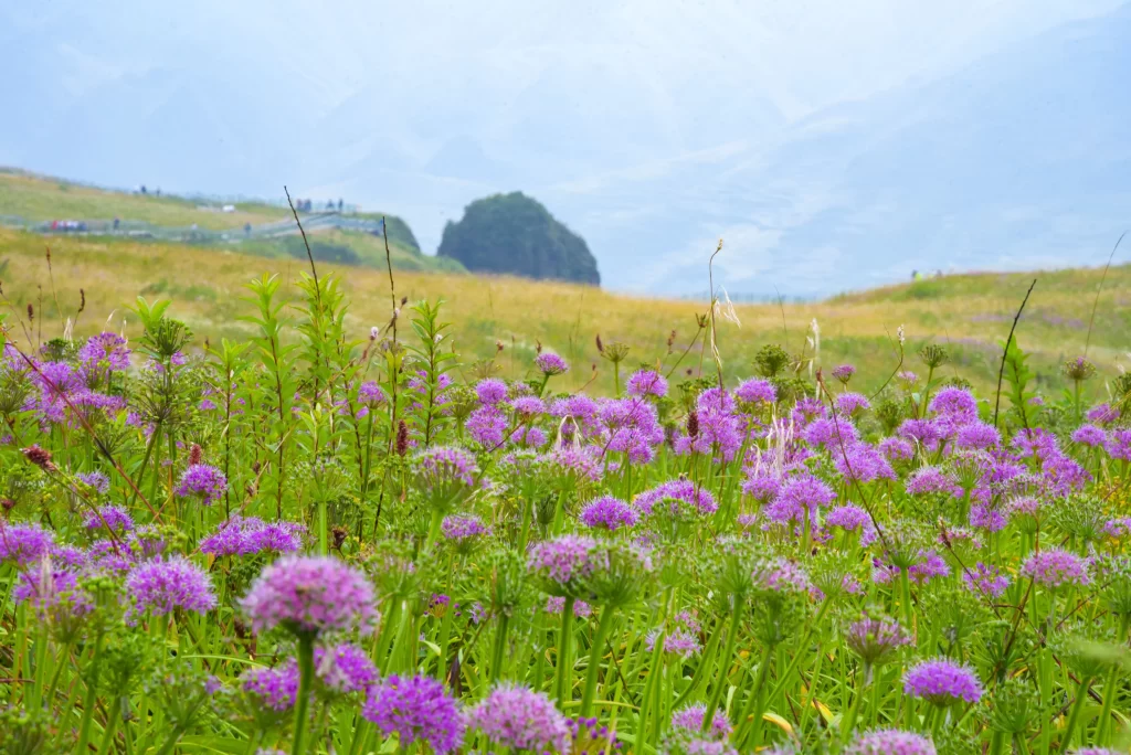 Purple Wildflower Bloom Petals Meadow Green