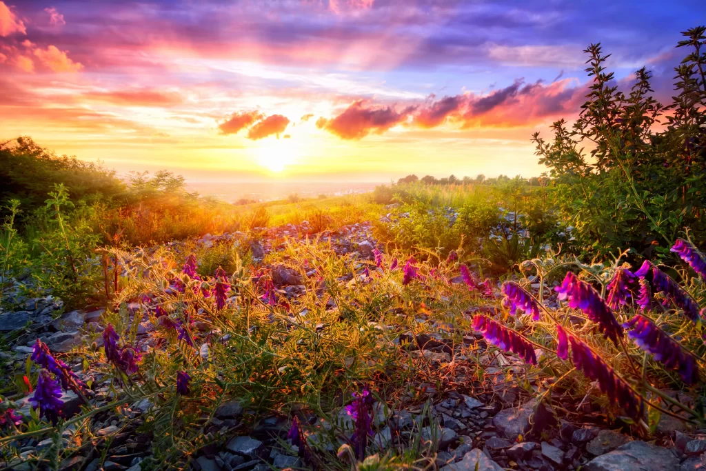 Purple Wildflower Blooms Sunset Rocky Terrain
