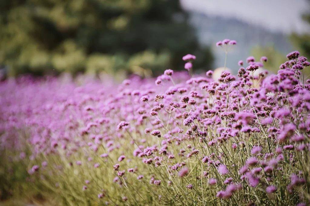 Purple Wildflower Dense Cluster Greenery