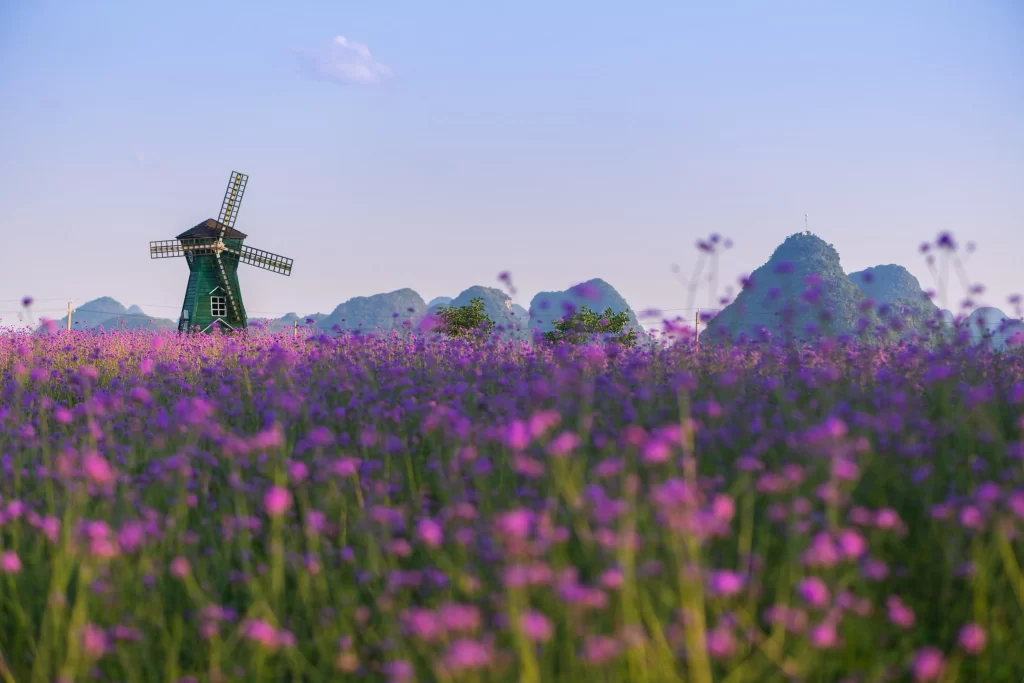 Purple Wildflower Field Blooming Scenic