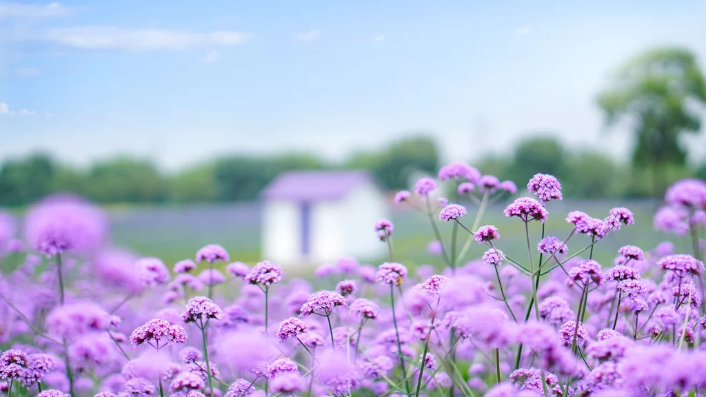 Purple Wildflower Field Blooms Sky