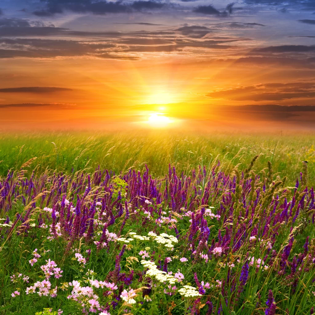 Purple Wildflower Sunset Meadow Blooming Green