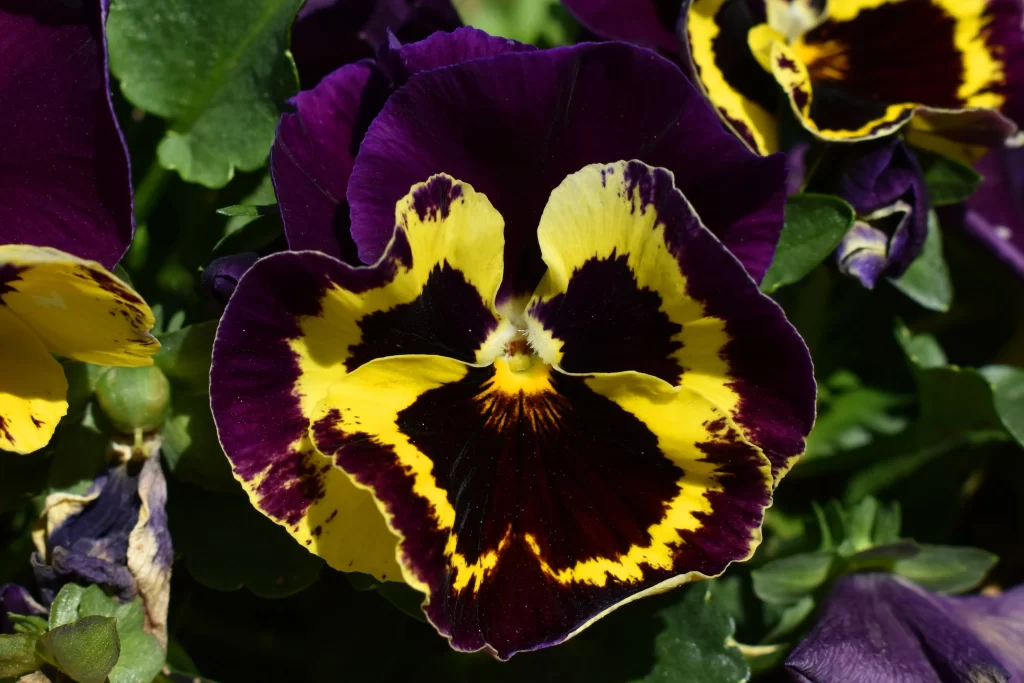 Purple Yellow Black Pansy Petals Edges
