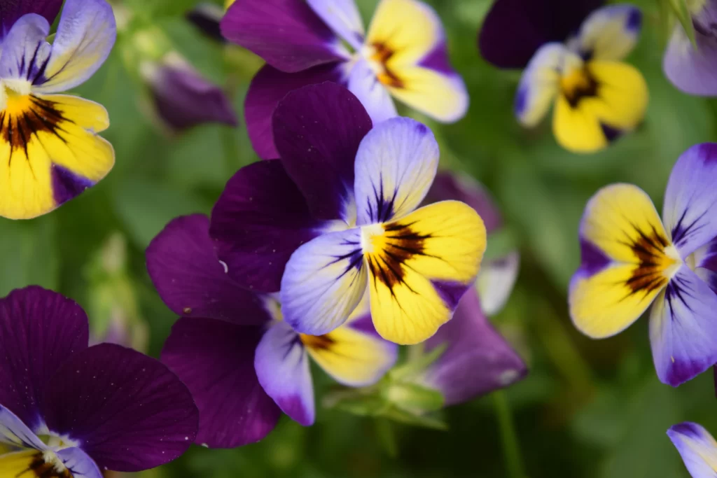 Purple Yellow Blue Petals Heart-shaped Dark Center
