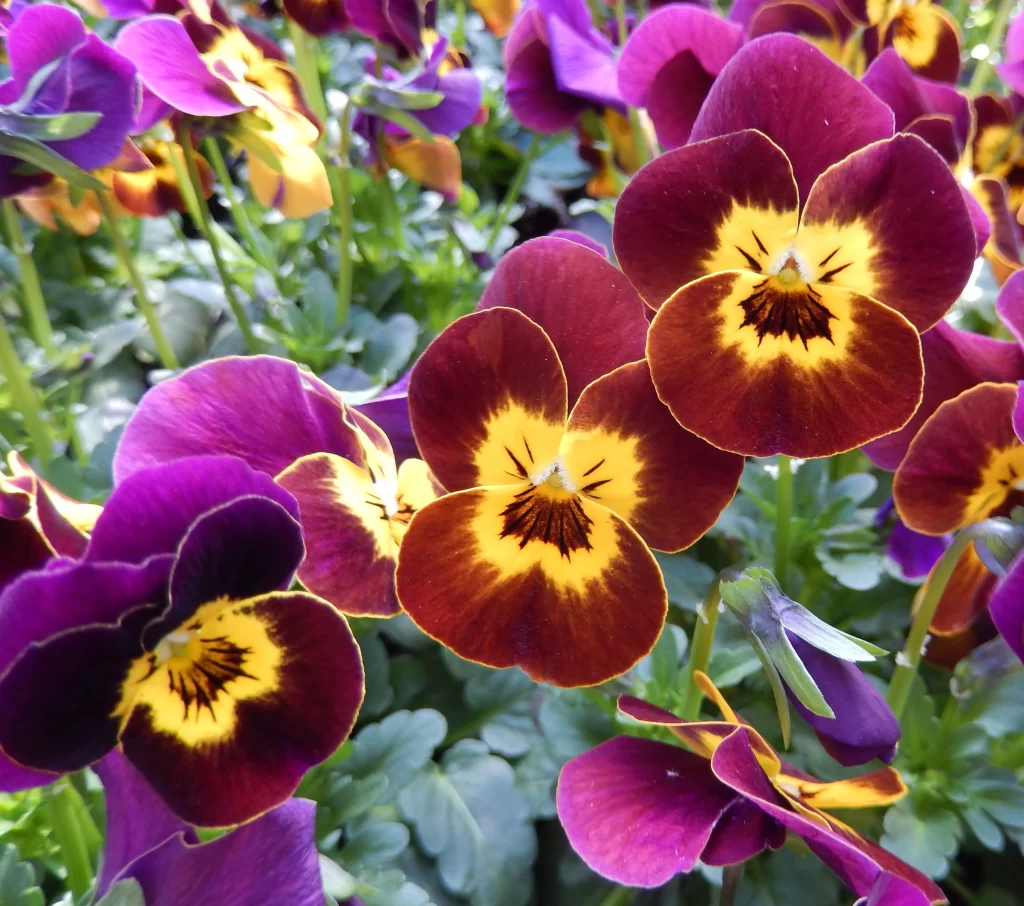 Purple Yellow Maroon Pansy Petals Bright Colorful