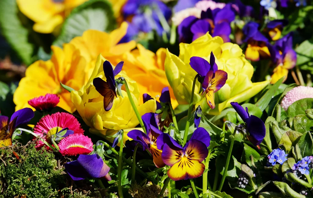 Purple Yellow Pansy Petals Bright warm Vivid
