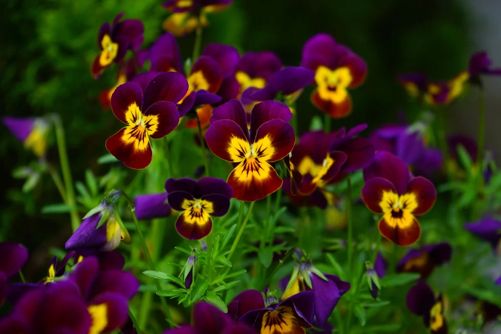Purple Yellow Pansy Petals Bright Green