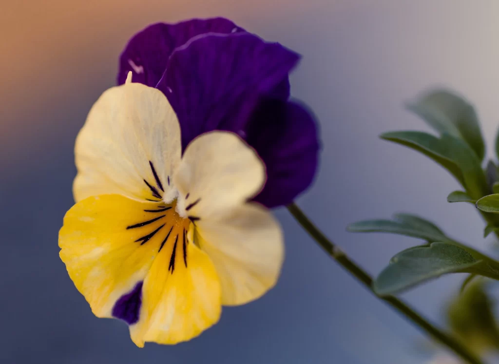 Purple Yellow Pansy Petals Dark gray Center