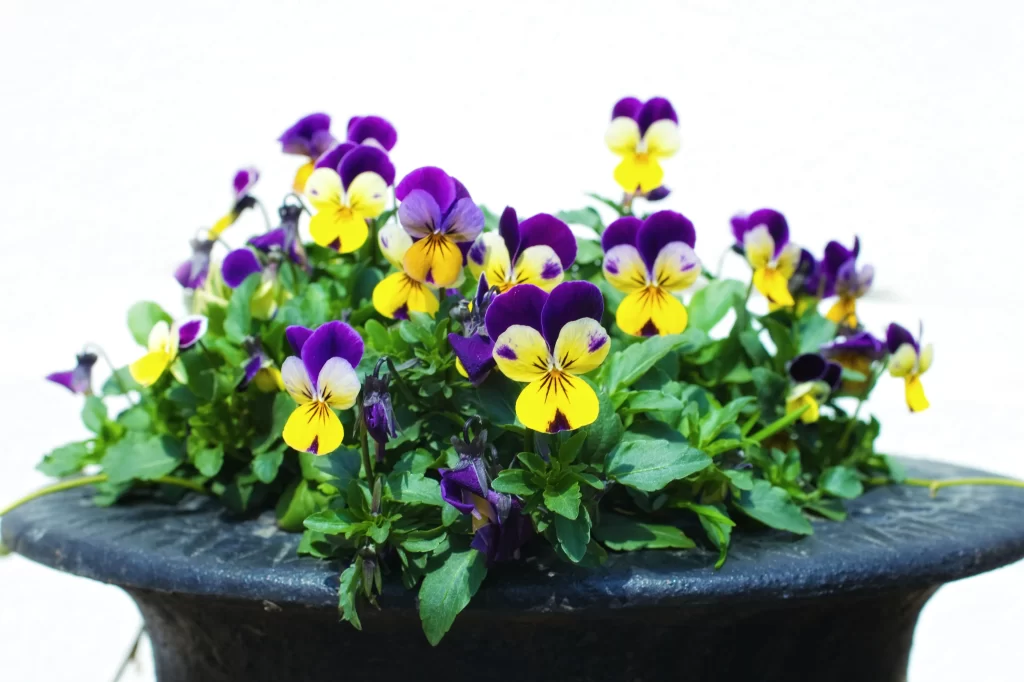 Purple Yellow Pansy Petals Green gray Leaves