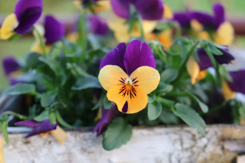 Purple Yellow Pansy Petals Bright gray Colorful