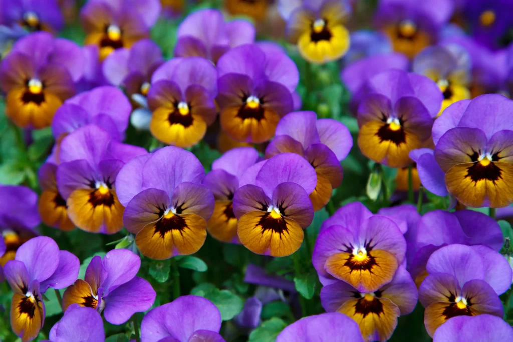 Purple Yellow Pansy Petals Bright cool Colorful