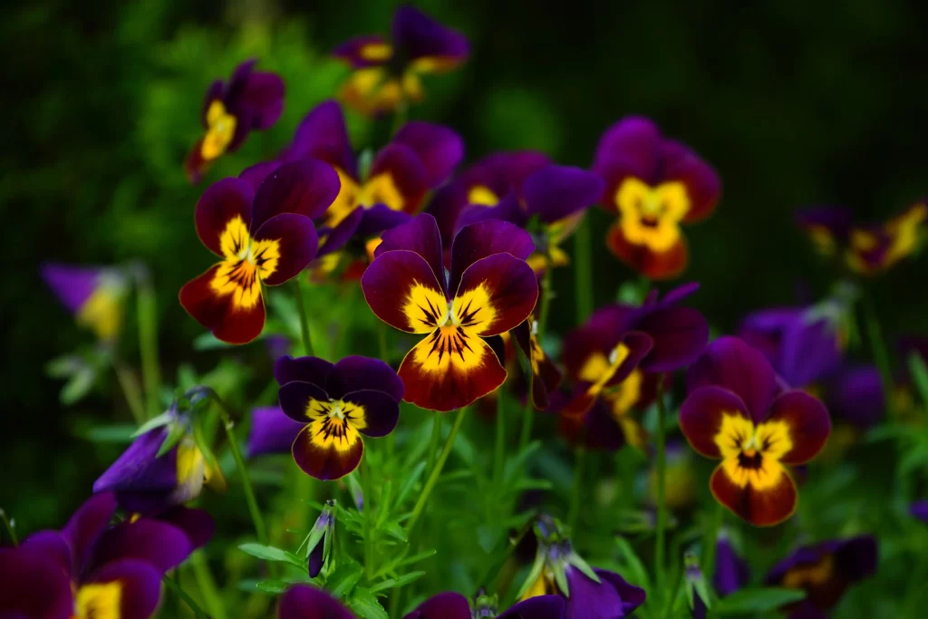 Purple Yellow Pansy Petals Bright dark Colorful