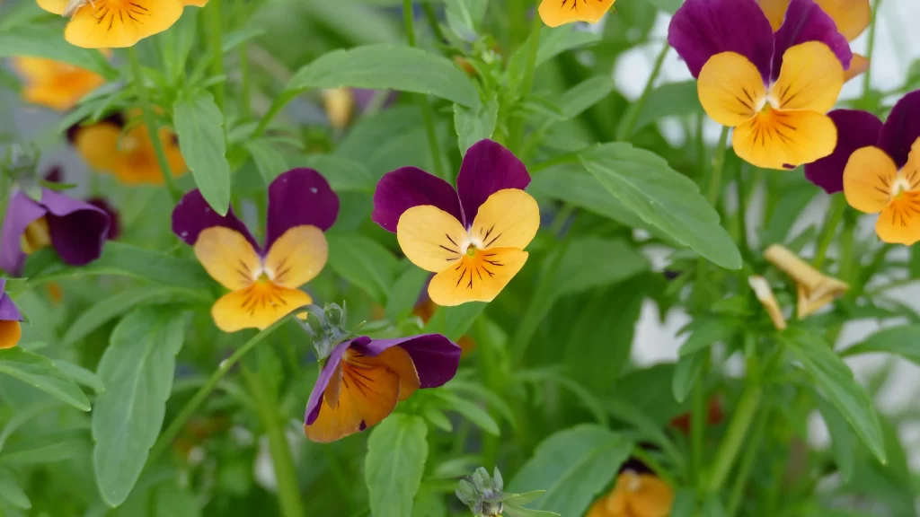 Purple Yellow Pansy Petals Green warm Leaves