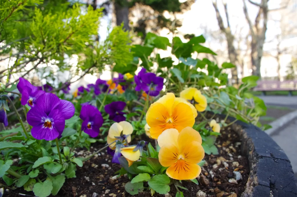 Purple Yellow Pansy Petals Leaves Soil