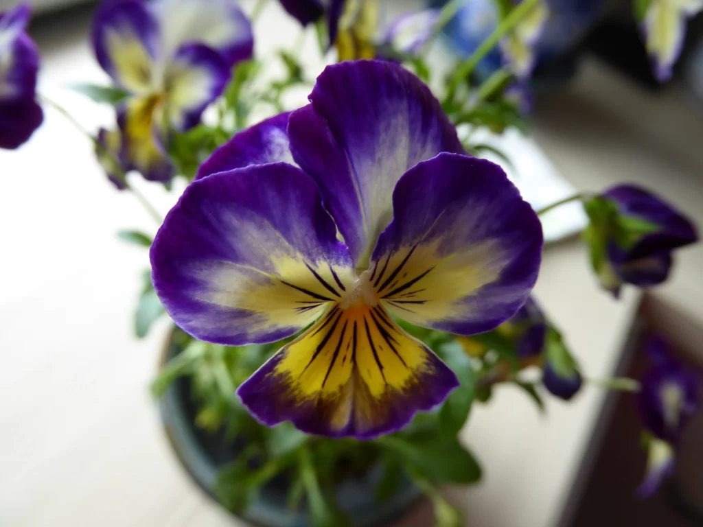 Purple Yellow Pansy Petals Colorful Blooming