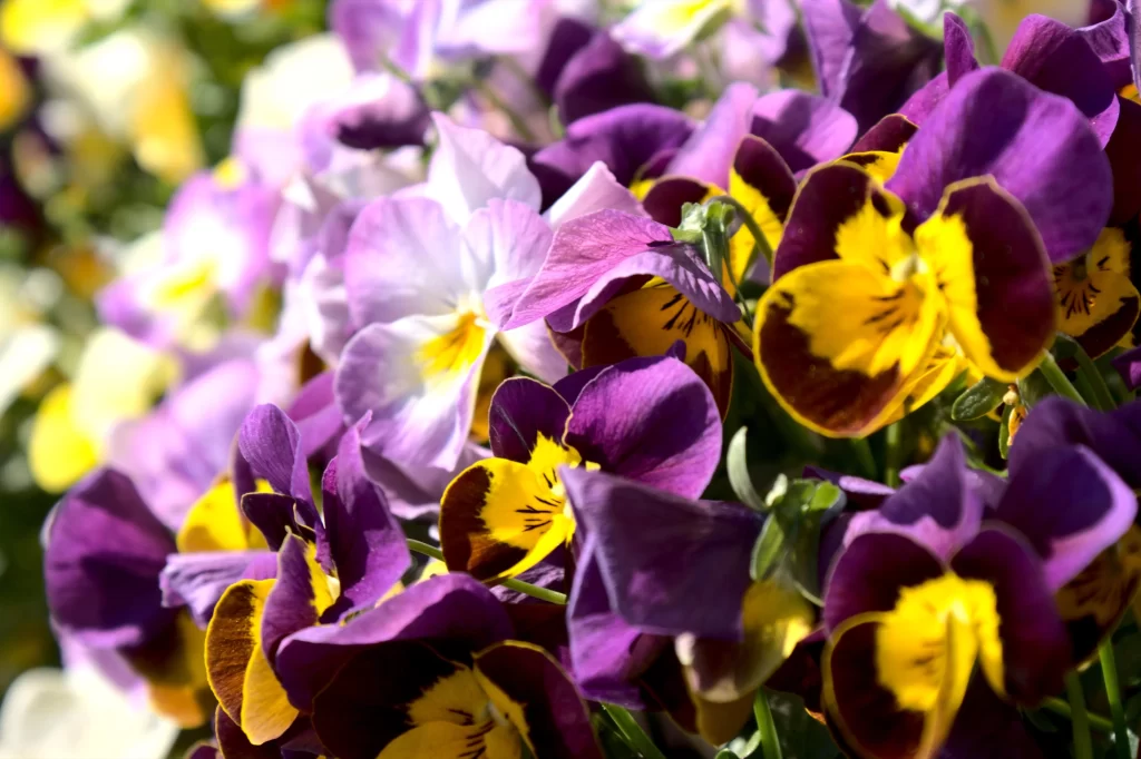 Purple Yellow Pansy Petals Bright warm Sunlight