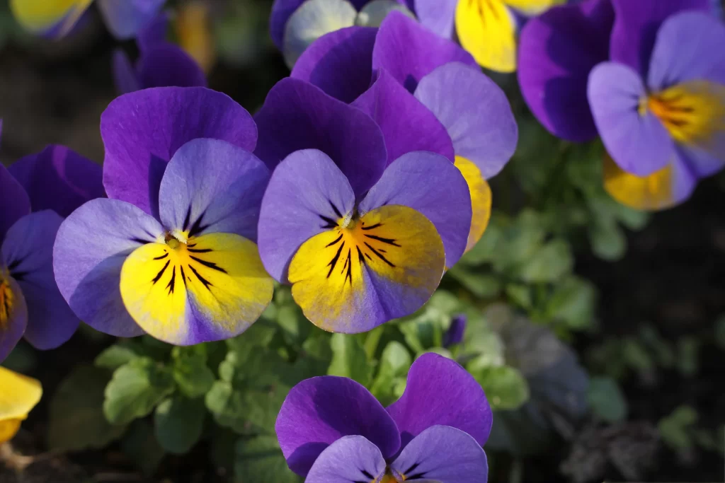 Purple Yellow Pansy Petals Bright gray Colorful