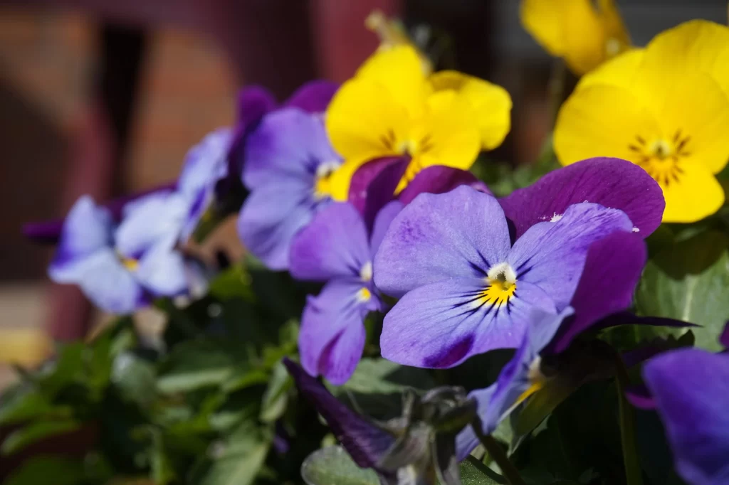 Purple Yellow Pansy Petals Bright gray Vivid