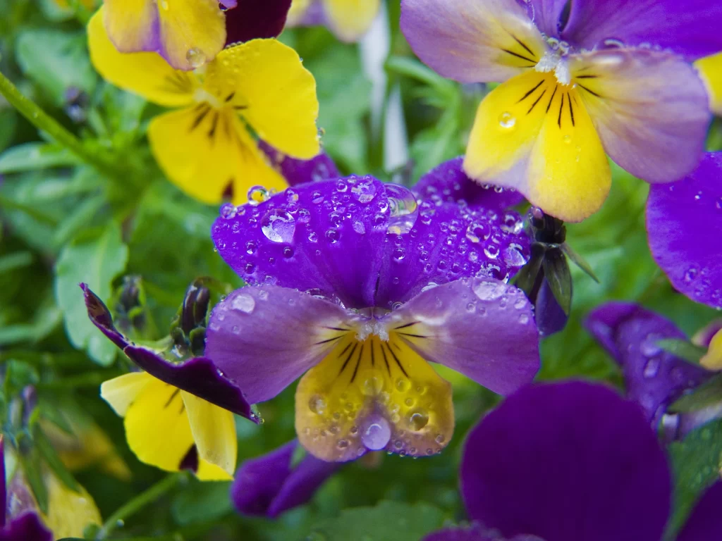 Purple Yellow Pansy Petals Dewdrops Vibrant