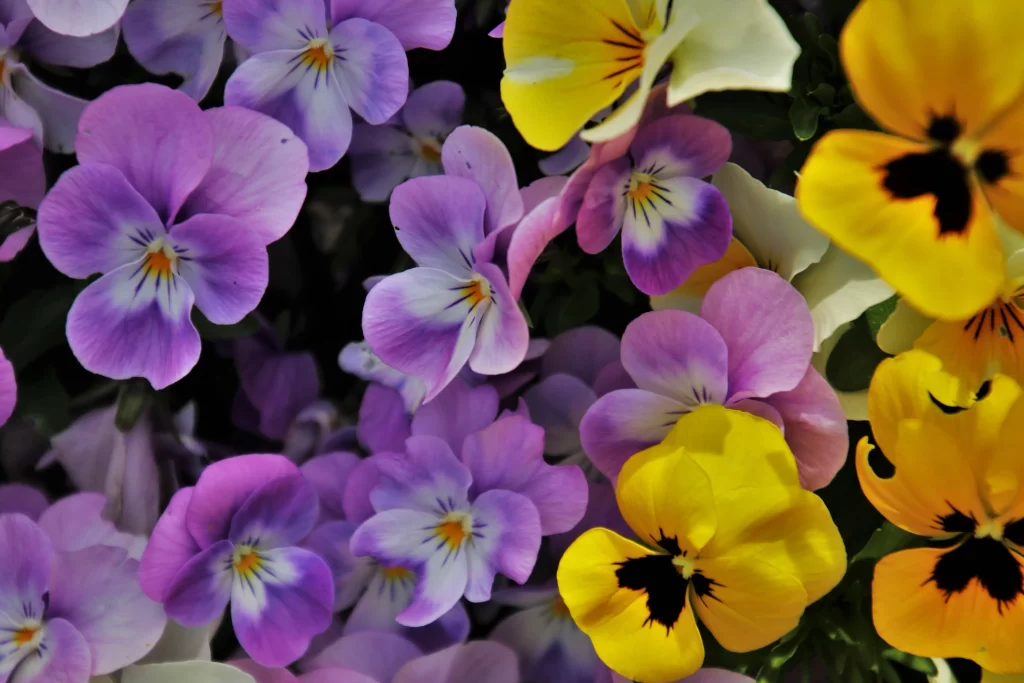 Purple Yellow Pansy Petals Dark warm Center