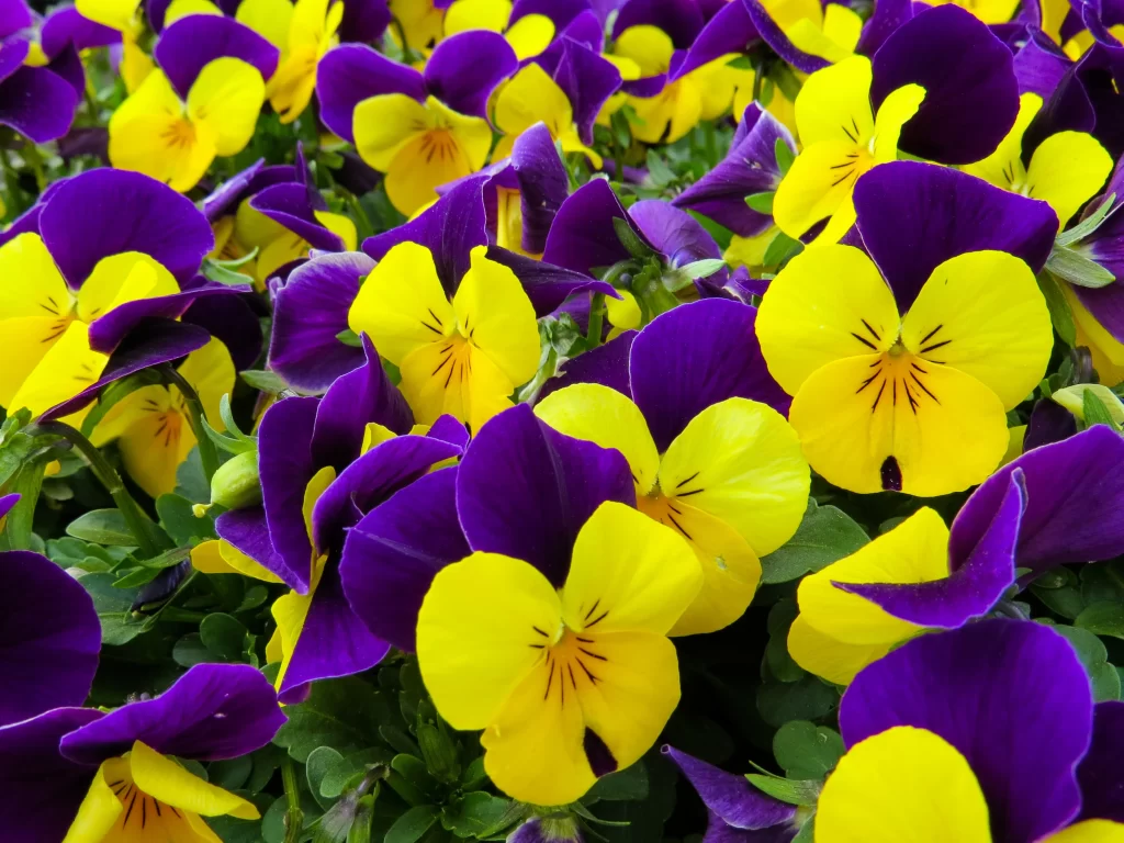 Purple Yellow Pansy Petals Bright Vivid Contrast