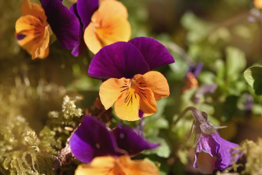 Purple Yellow Pansy Petals Bright warm Colorful