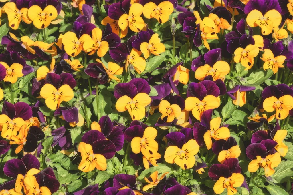 Purple Yellow Pansy Petals Bright Colorful Dense