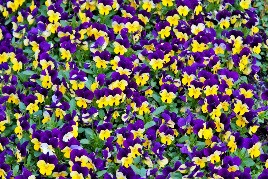 Purple Yellow Pansy Petals Dense Bright