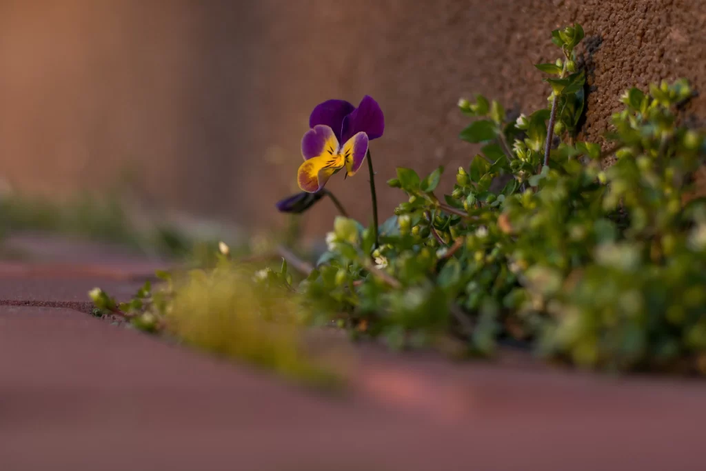 Purple Yellow Pansy Petals Green gray Leaves