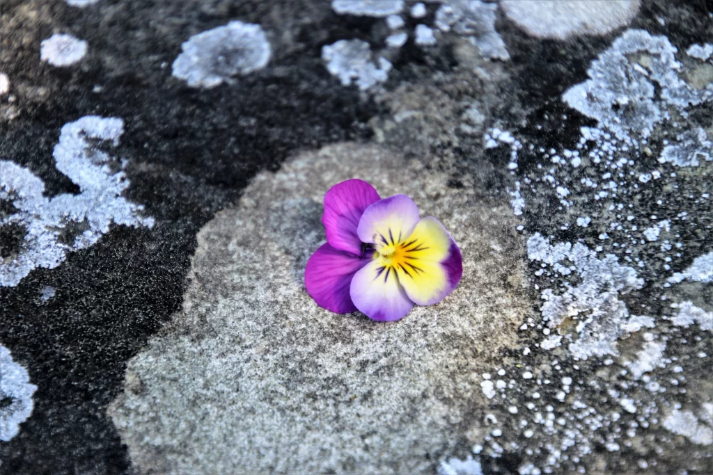 Purple Yellow Pansy Petals Stone