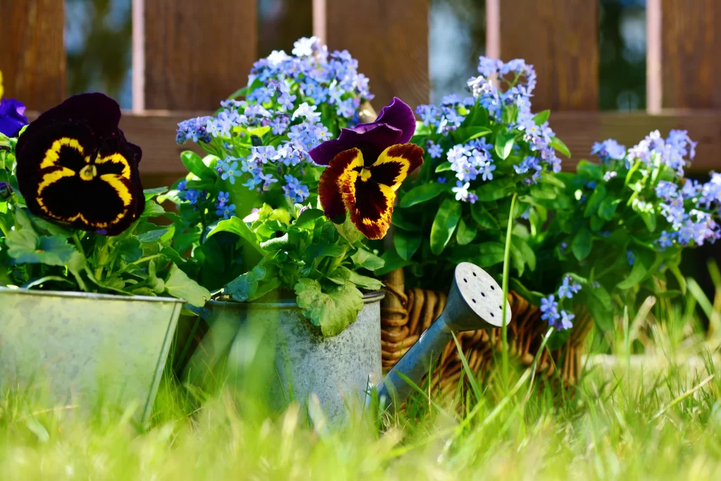 Purple Yellow Pansy Petals Green Leaves Basket