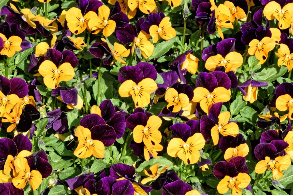 Purple Yellow Pansy Petals Bright warm Colorful