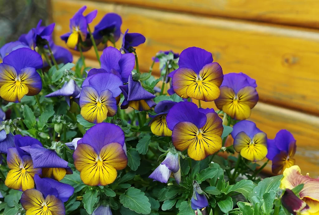 Purple Yellow Pansy Petals Bright Green Leaves