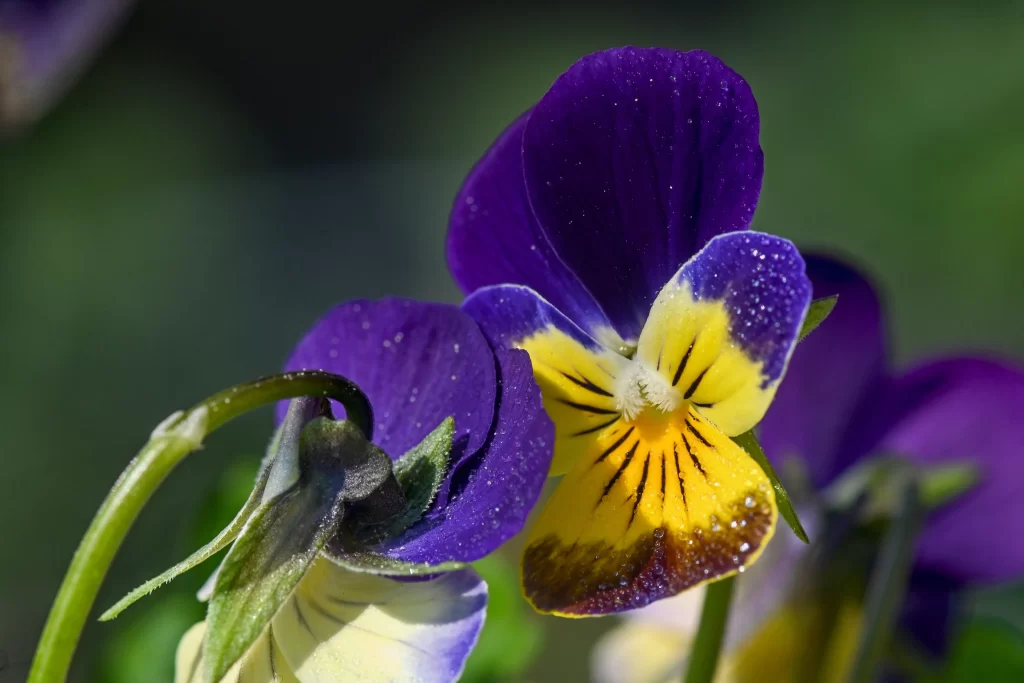 Purple Yellow Pansy Petals Dewdrops