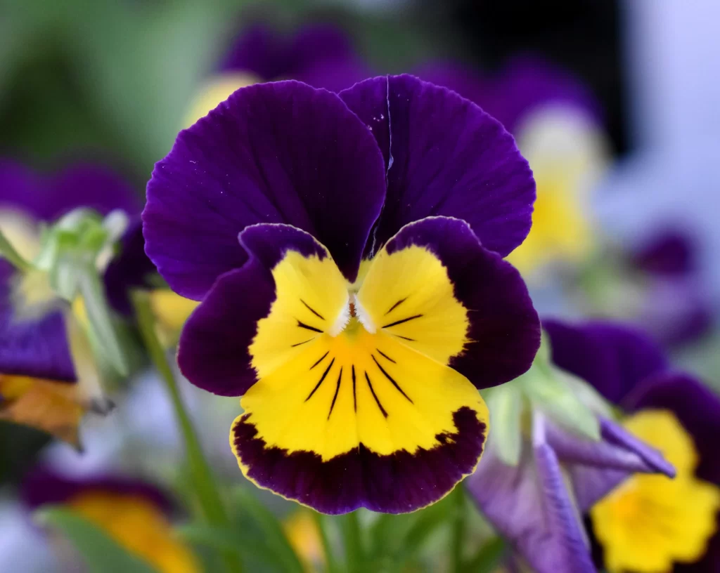 Purple Yellow Pansy Petals Edges Dark Center