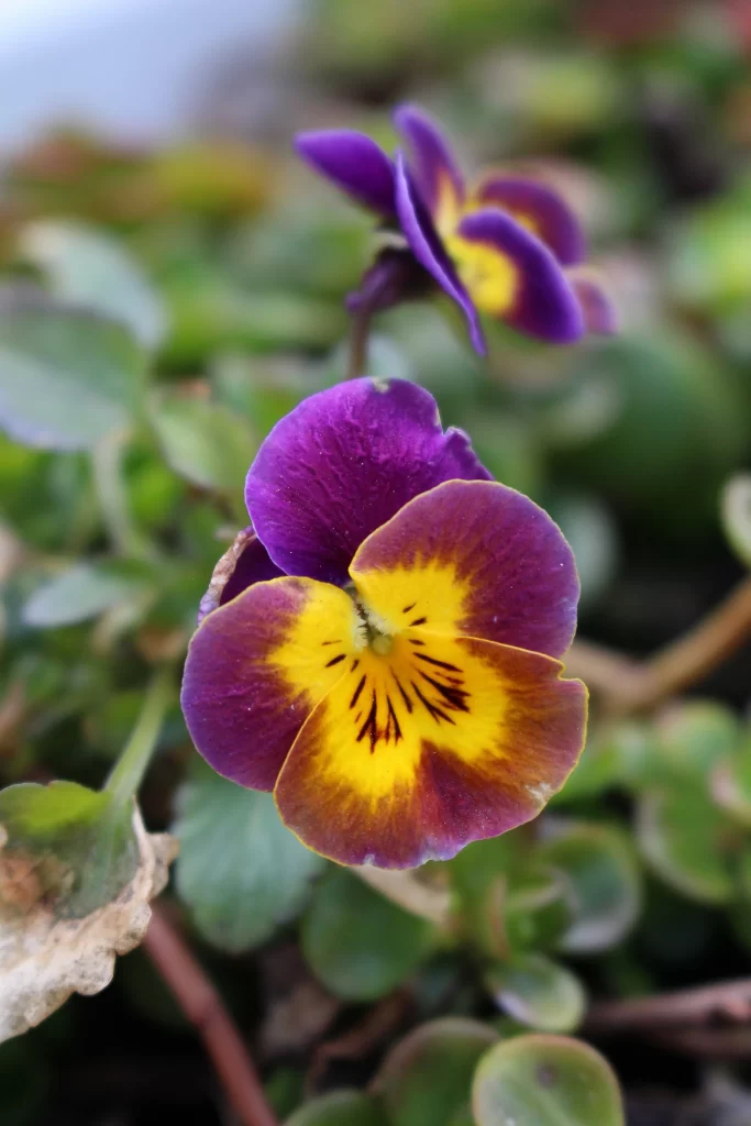 Purple Yellow Pansy Petals Green gray Leaves
