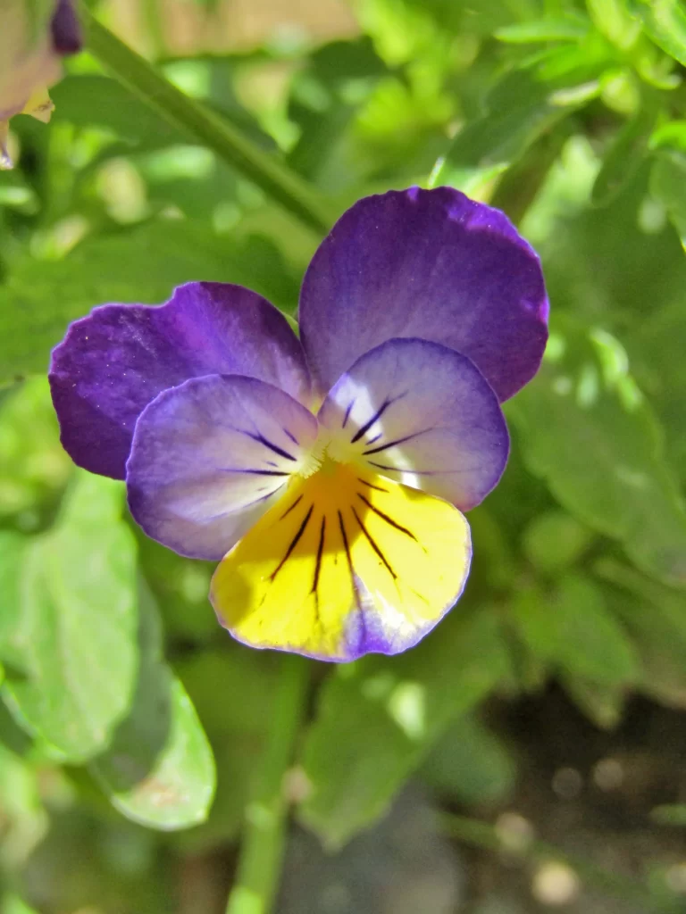 Purple Yellow Pansy Petals Bright warm Sunlight