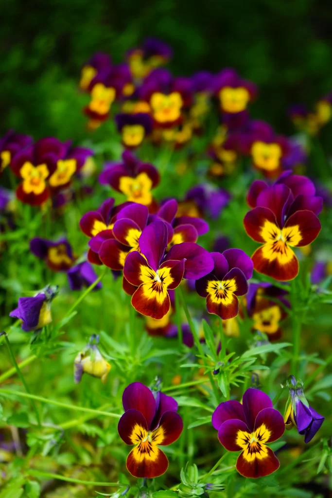 Purple Yellow Pansy Petals Bright Colorful Garden