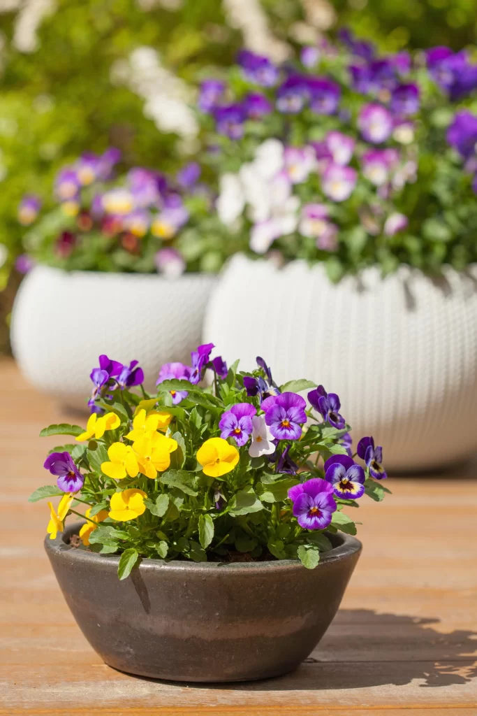 Purple Yellow Pansy Petals Green warm Leaves