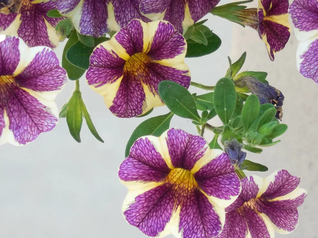 Purple Yellow Petals Stripes Morning Glory