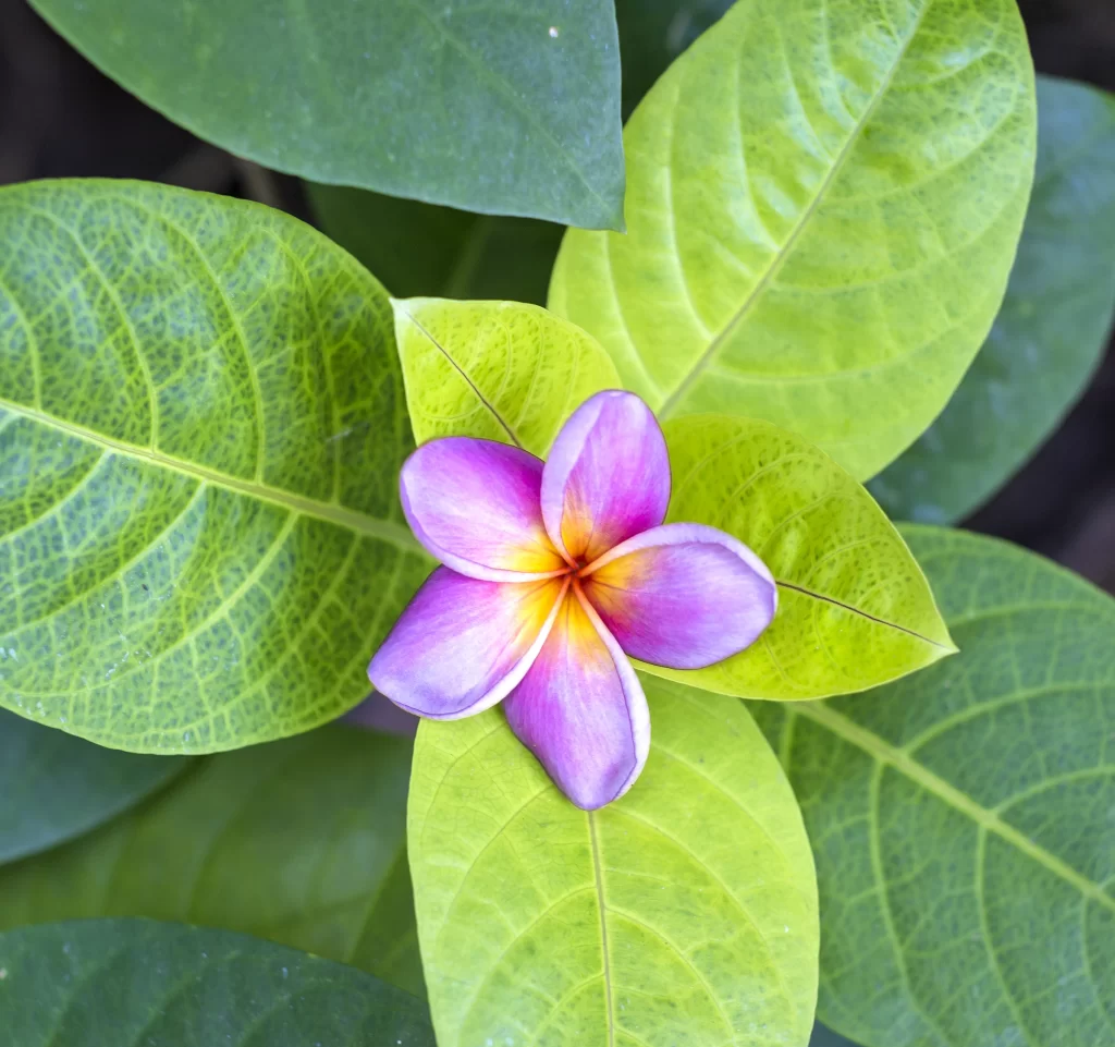 Purple Yellow Plumeria Petals Green Leaves