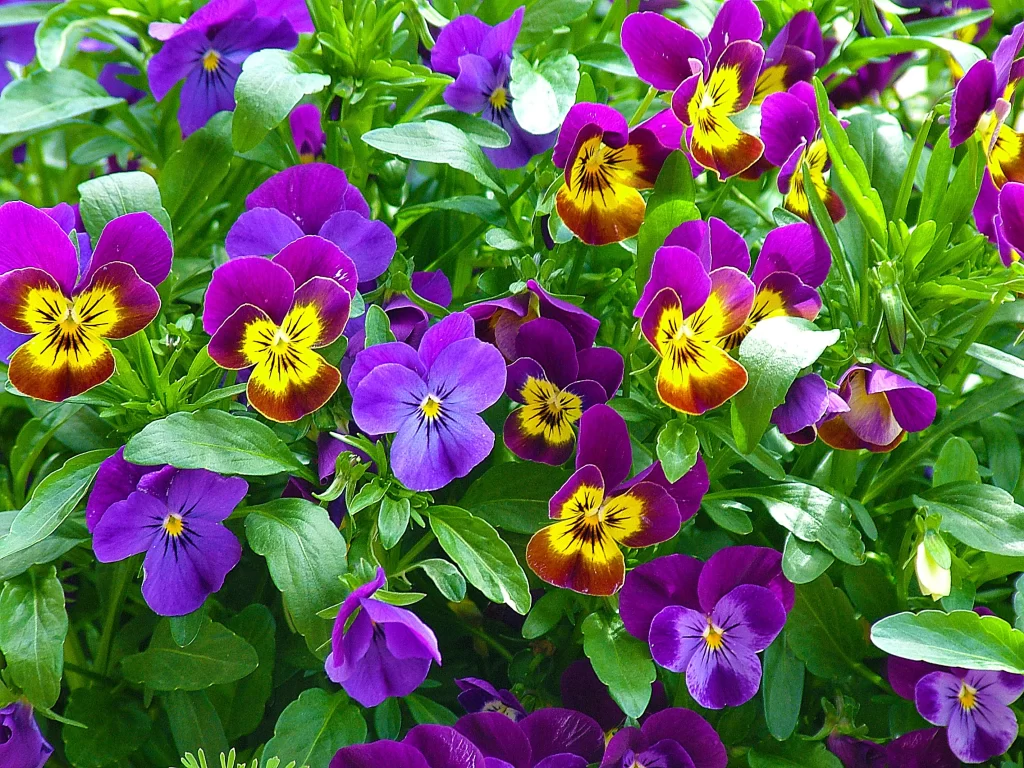 Purple Yellow Red Pansy Petals Leaves