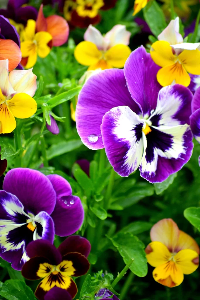 Purple Yellow White Black Petals Pansy
