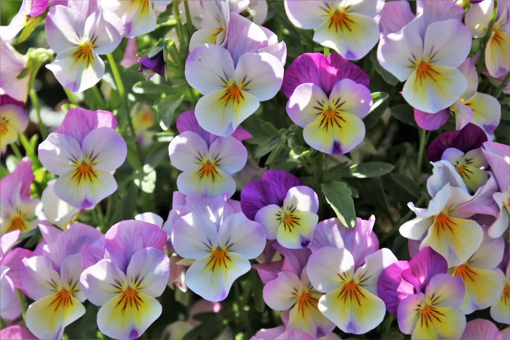 Purple Yellow White Petals Sunlight