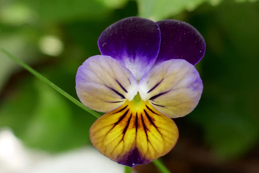 Purple Yellow White Petals Heart Shape