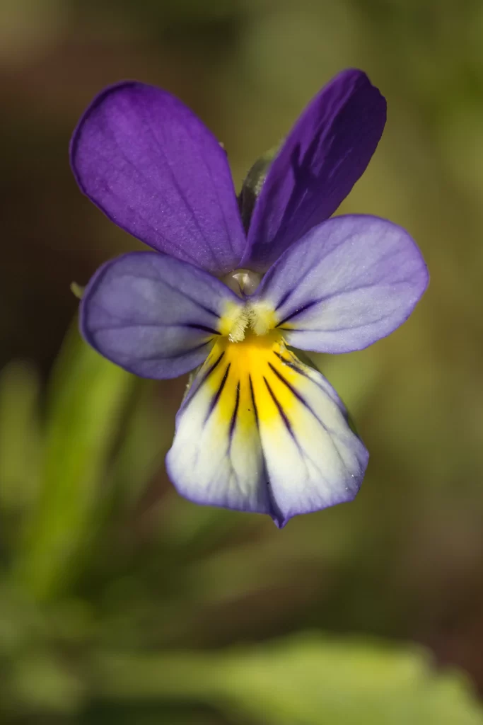 Purple Yellow White Petals Heart-shaped Center