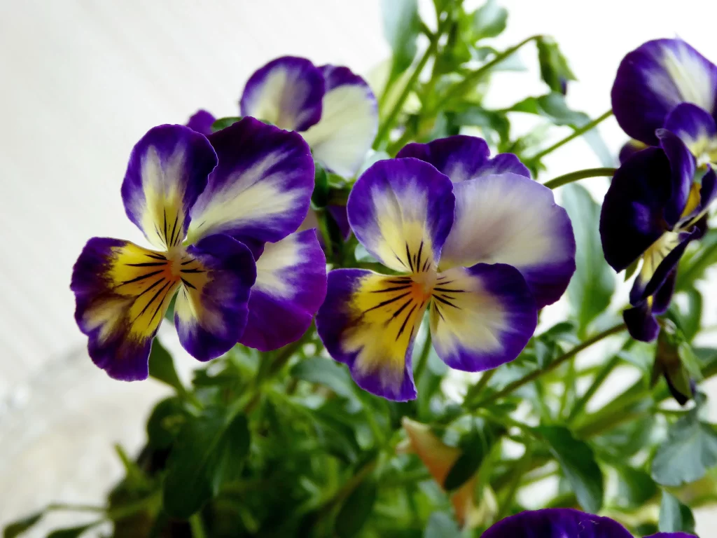 Purple Yellow White Petals Pansy Flower